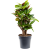 Croton Wonderstuik M