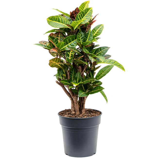 Croton Wonderstuik M