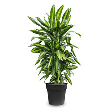 Dracaena