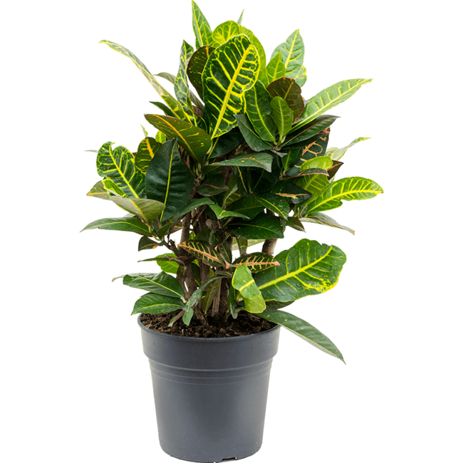 Croton Wonderstruik S