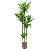 Hydroplant Dracaena cintho