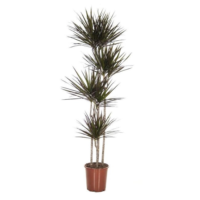 Dracaena Marginata Multi Tribe XXL