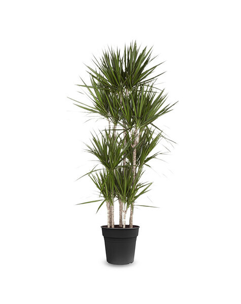 Dracaena