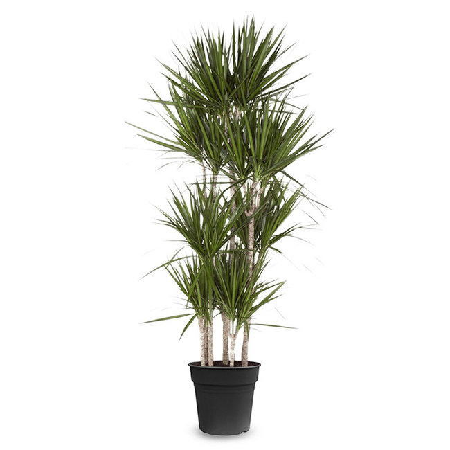 Dracaena Marginata Carroussel XXL