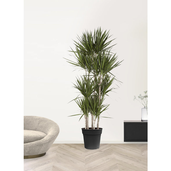 Dracaena Marginata Carroussel XXL