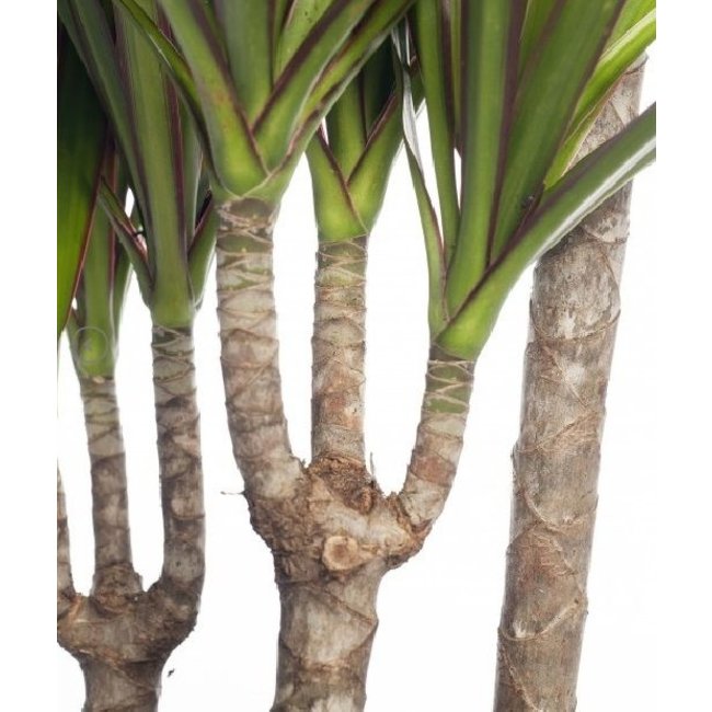 Dracaena Marginata Carroussel XXL