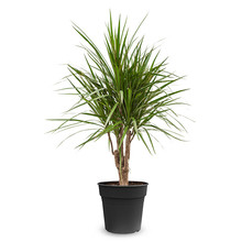 Dracaena