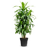 Dracaena Janet Craig M