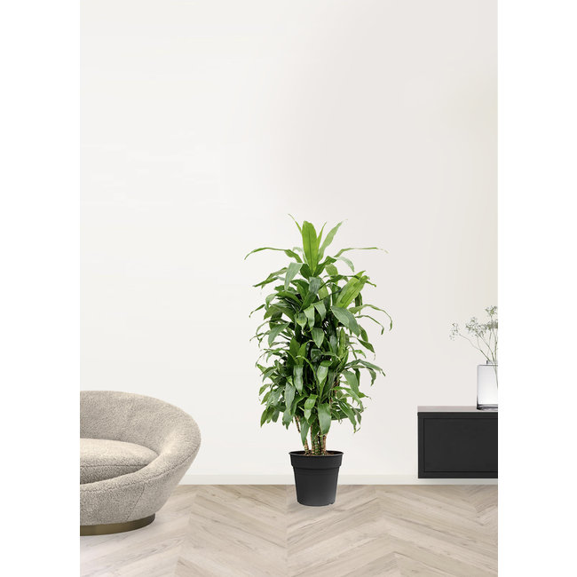 Dracaena Janet Craig M