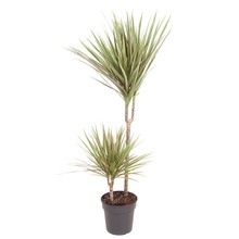 Dracaena