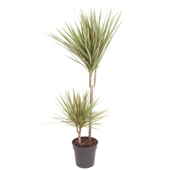 Dracaena Bicolor M