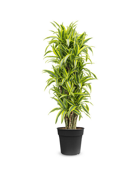 Dracaena fragrans