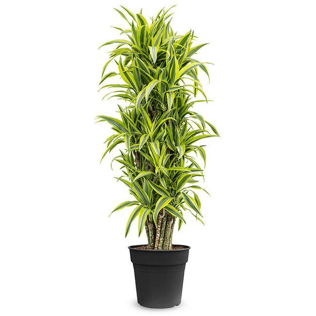 Dracaena fragrans lemon lime