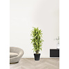 Dracaena fragrans lemon lime