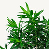 Dracaena Reflexa XL