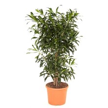 Dracaena