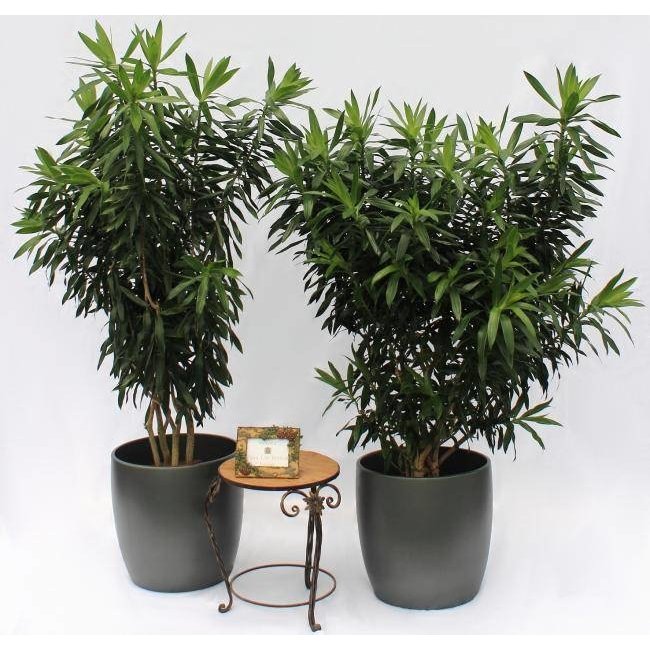 Dracaena Reflexa XL