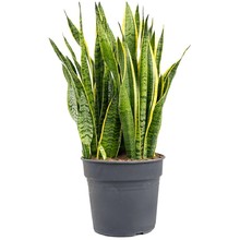 Sansevieria