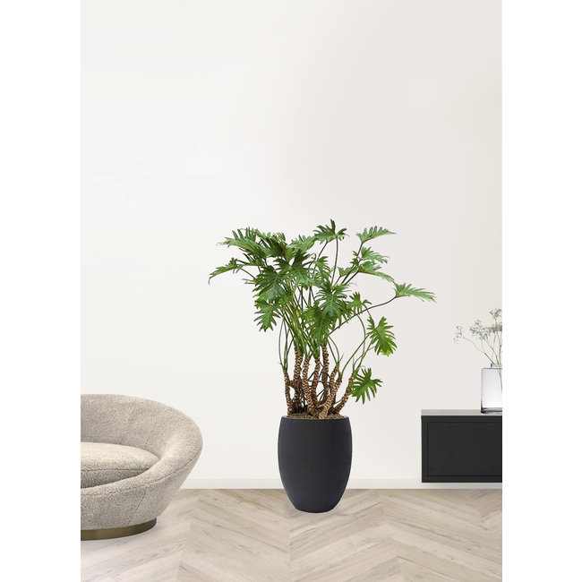 Philodendron Xanadu in Betonlook Bloempot