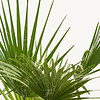 Washingtonia L