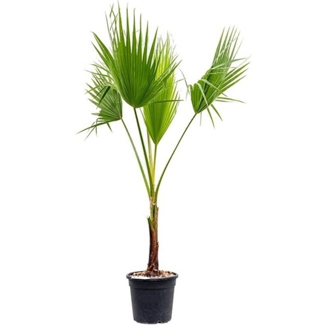 Washingtonia L