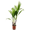 Washingtonia S