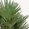 Trachycarpus waaierpalm XL