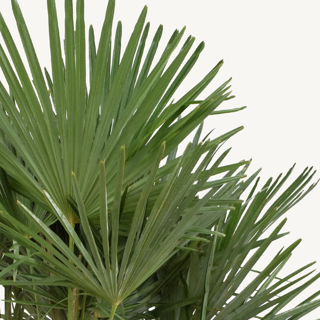 Trachycarpus waaierpalm XL