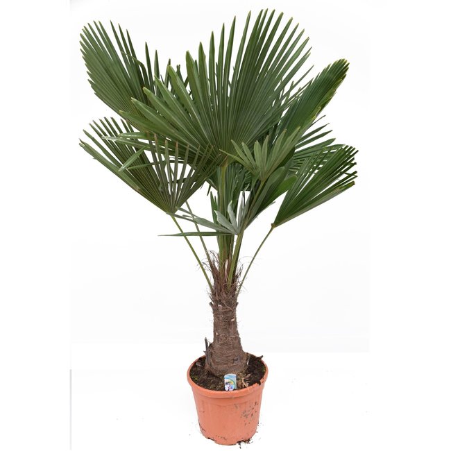 Trachycarpus waaierpalm XL