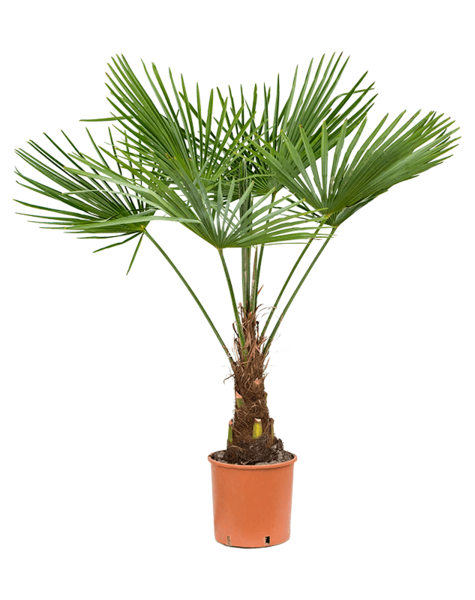 Trachycarpus