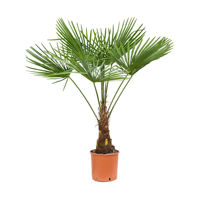 Trachycarpus fortunei L