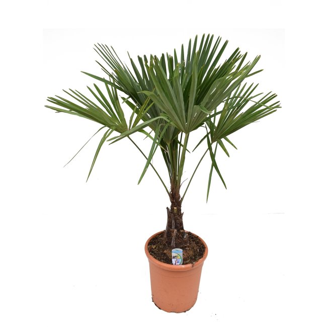 Trachycarpus waaierpalm M