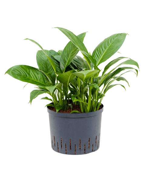Hydroplant Spathiphyllum