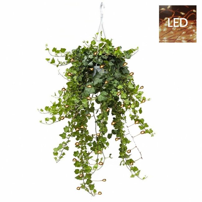 Hedera Helix Wonder LED