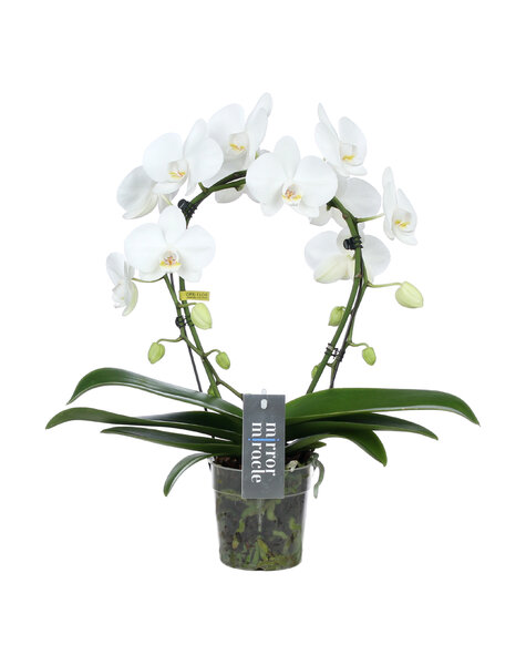 Phalaenopsis