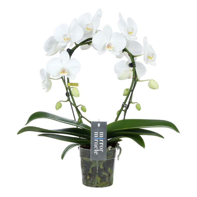 Orchidee Mirror Miracle Aurora