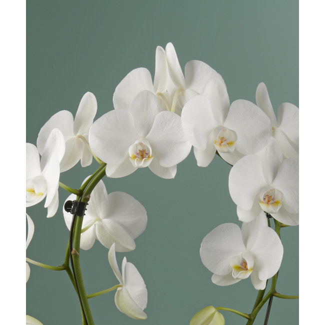 Orchidee Mirror Miracle Aurora