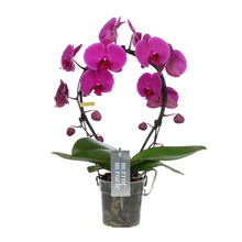 Phalaenopsis