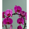 Orchidee Mirror Miracle Mulan