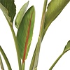 Strelitzia reginae M