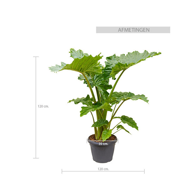 Alocasia Portadora L