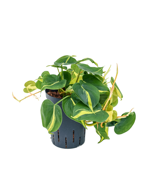 Hydroplant Philodendron