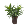 Hydroplant Pleomele (Dracaena) Reflexa Song Of Jamaica