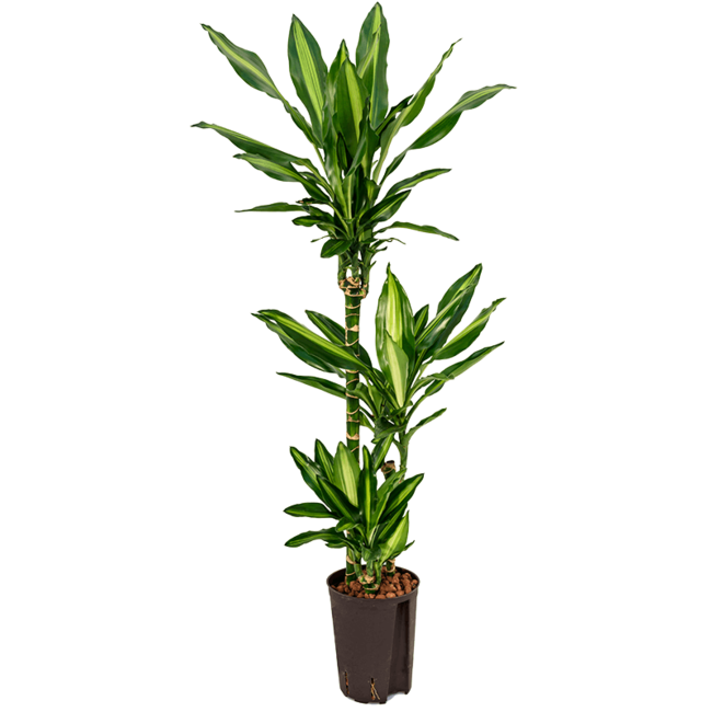 Hydroplant Dracaena Fragrans Cintho