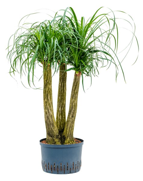 Hydroplant Beaucarnea