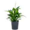 Hydroplant Spathiphyllum Gokyo