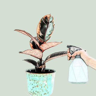 Maladies et parasites