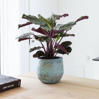 Calathea