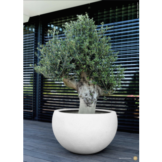 Image 6 plantations extérieures