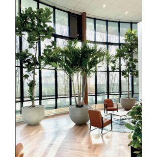 Image 1 plantation libre